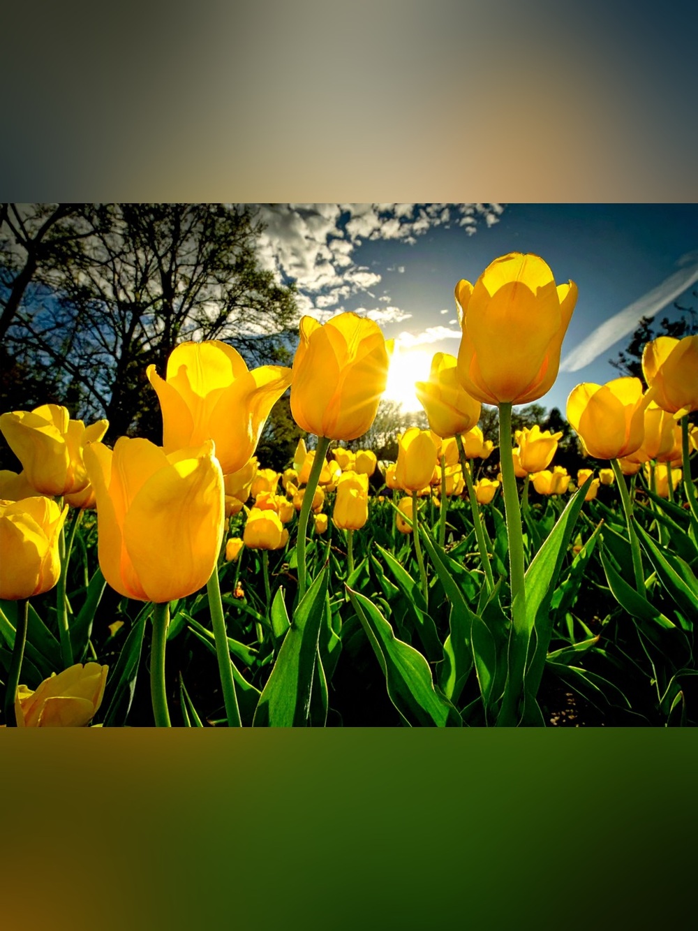 Sunlit Yellow Tulips Photography Print - Home Art